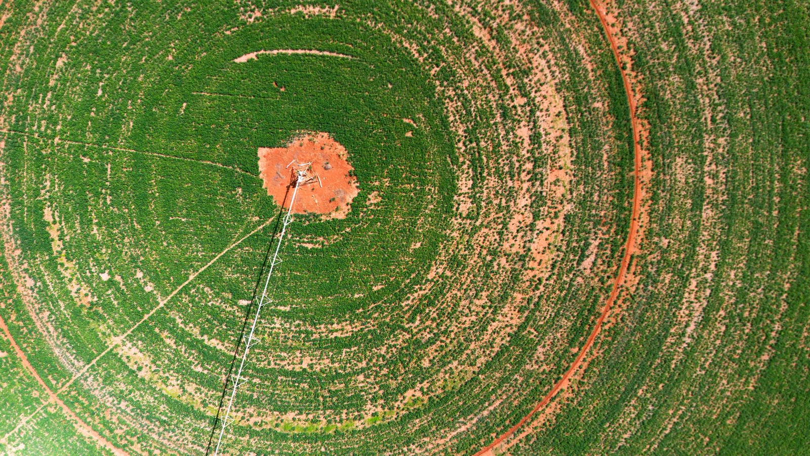 Campo circolare irrigato a pivot, visto dall'alto