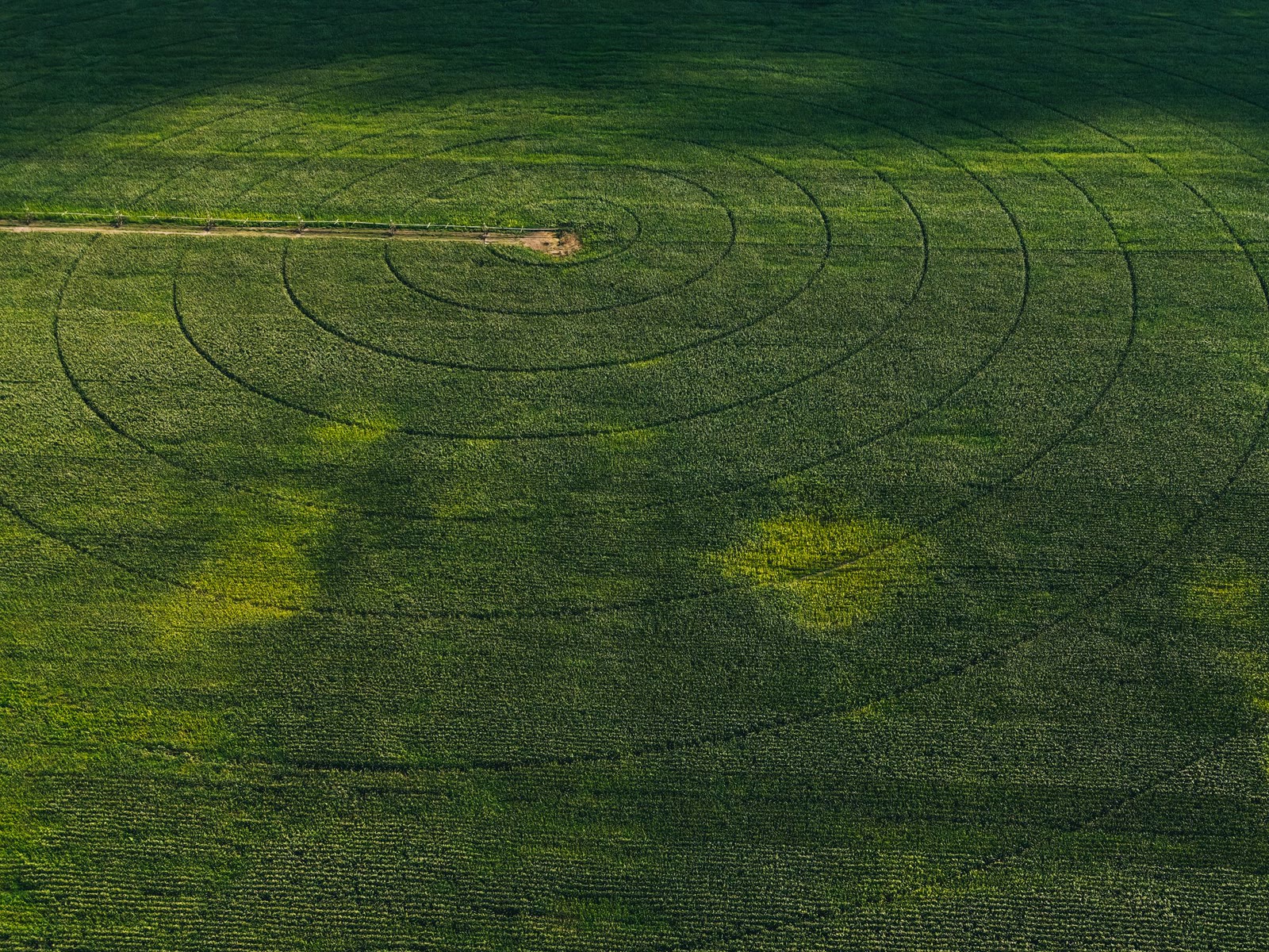 Campo irrigato visto dall'alto, con chiazze più chiare fra il verde