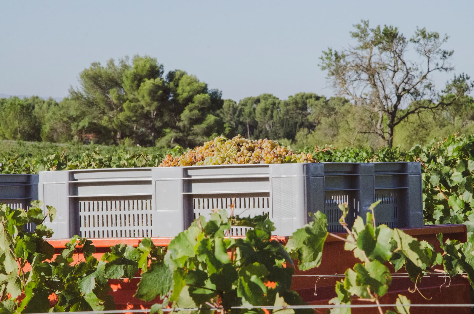 Cassette d'uva piene nel vigneto durante la vendemmia