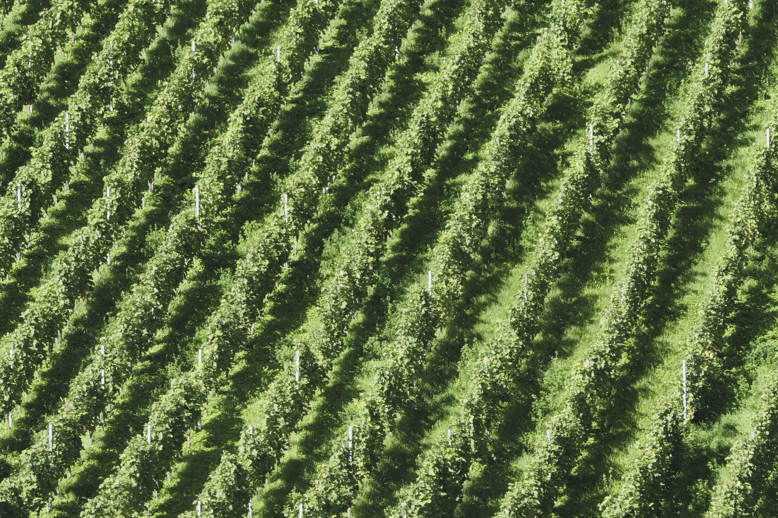 Filari di vigneto visti dall'alto, con l'interfila inerbito