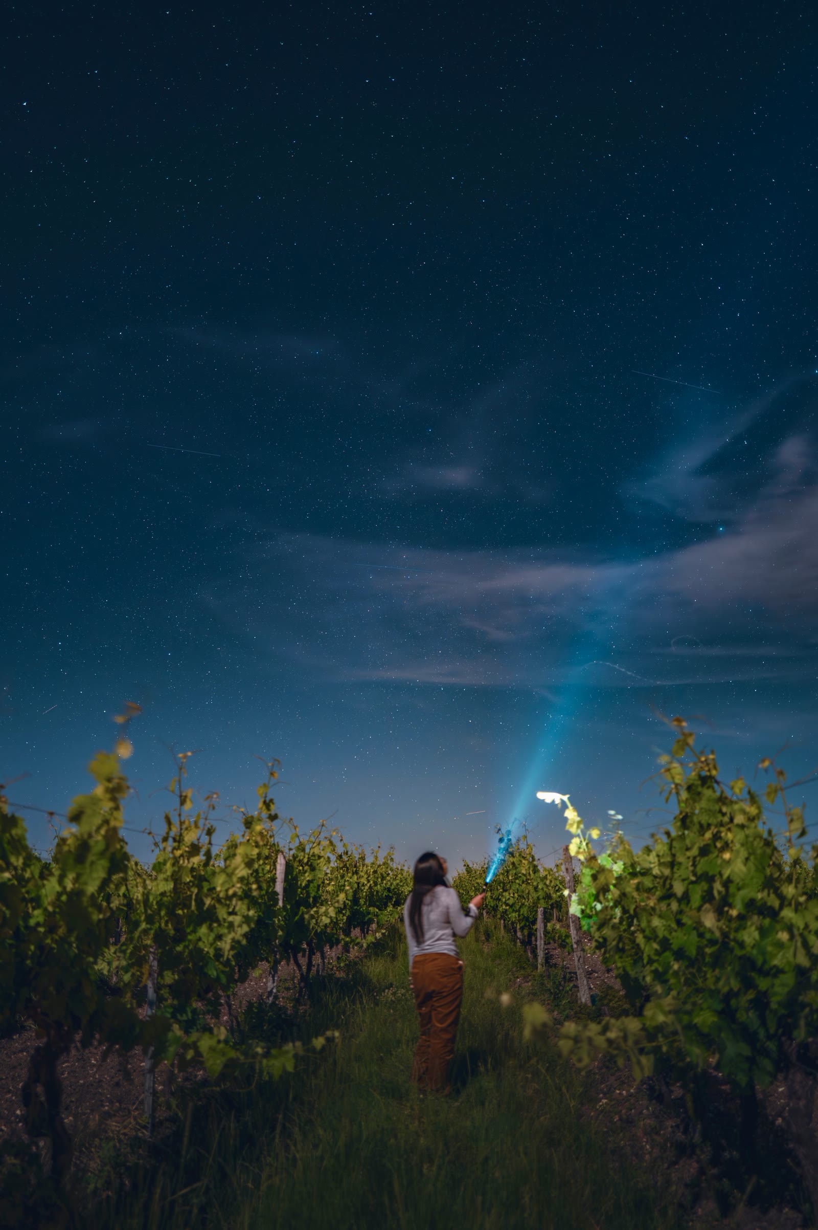 Il vigneto di notte sotto le stelle, con una luce che si muove fra i filari
